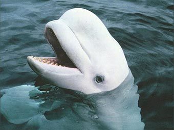 хорошие новости: кит-белуха